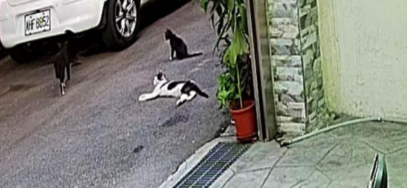 将流浪猫的孩子引诱送养，遭到猫妈每天上门哭诉