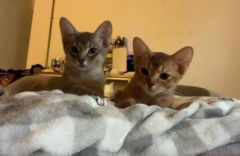 阿比西尼亚猫怎么洗澡？这里可以了解