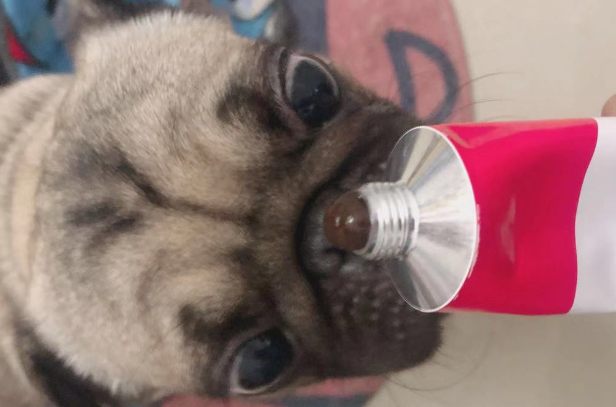 狗狗营养膏品牌排行榜
