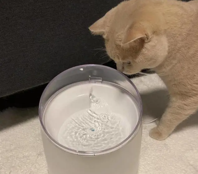 做一个善于观察的铲屎官，猫咪饮水机奉上