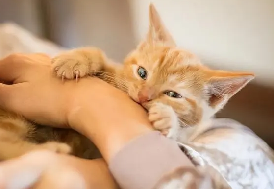 猫下死口咬主人已经五六次了