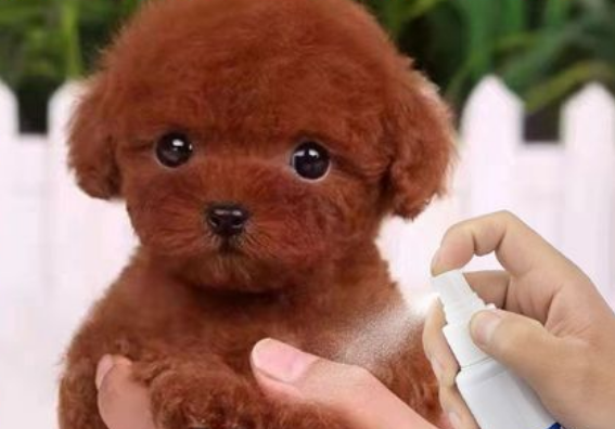 泰迪犬体外驱虫哪个好