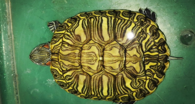 格兰德彩龟好养吗?饲养技巧有哪些? 格兰德彩龟好养吗?饲养技巧有哪些?