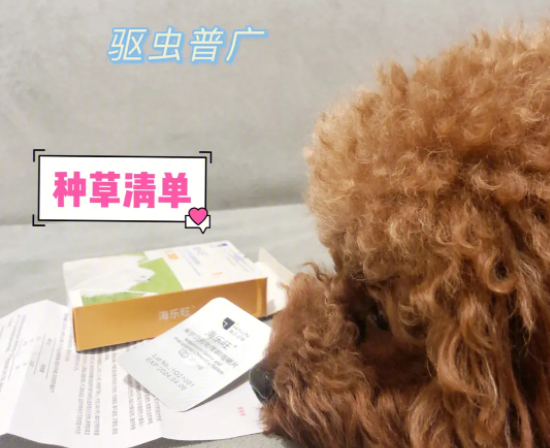 宠物驱虫吃点啥