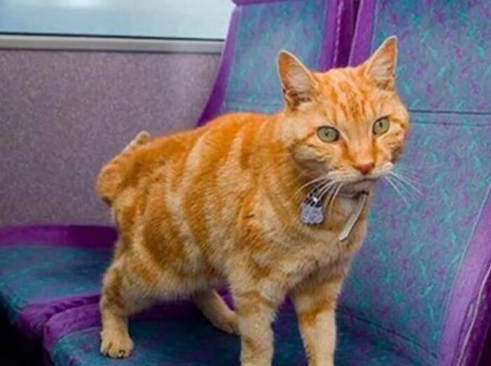 猫能上公交车吗?这篇文章给你答案 猫能上公交车吗?这篇文章给你答案