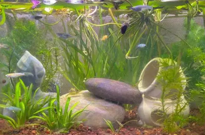 生态鱼缸怎么养水草 生态鱼缸怎么养水草