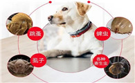 狗狗体外驱虫呕吐