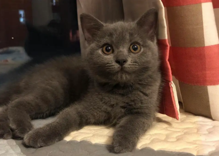 纯种蓝猫与普通蓝猫