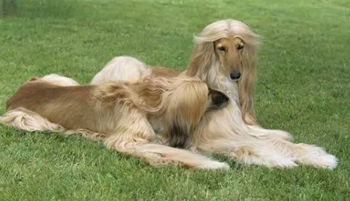 饲养阿富汗猎犬要注意什么？具体看这里！