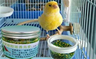 芙蓉鸟鸟食配方