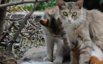 橘猫离家出走一个月，回来后主人惊呼！