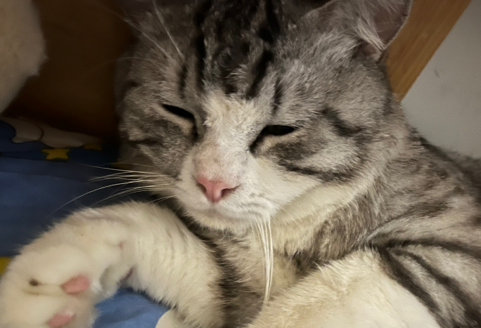 猫为什么只有四个手指?来了解下吧 猫为什么只有四个手指?来了解下吧