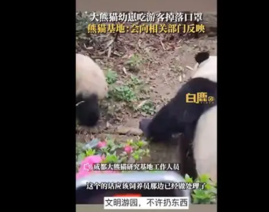 大熊猫幼崽吃游客掉落口罩,基地:会向相关部门反映 大熊猫幼崽吃游客掉落口罩,基地:会向相关部门反映