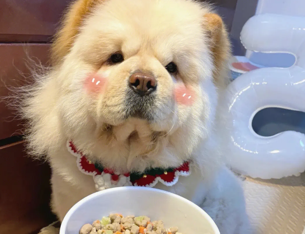 狗狗精神好就是不吃饭,它是怎么了? 狗狗精神好就是不吃饭,它是怎么了?