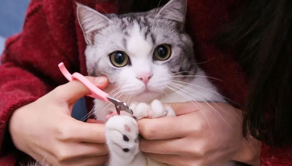 猫咪指甲剪多少