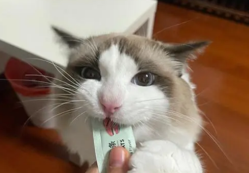 布偶猫能吃猫条吗