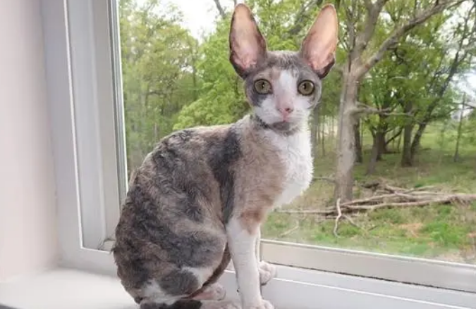 柯尼斯卷毛猫腹泻怎么办？来这里看看吧