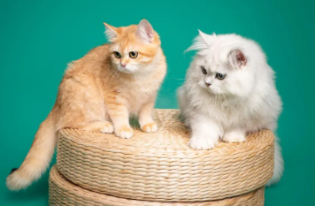 猫藓什么程度就不用涂药了?具体看这里! 猫藓什么程度就不用涂药了?具体看这里!