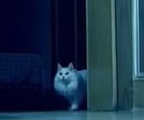 猫开口说话，邻居直乐呵老糊涂，老太以视频为证