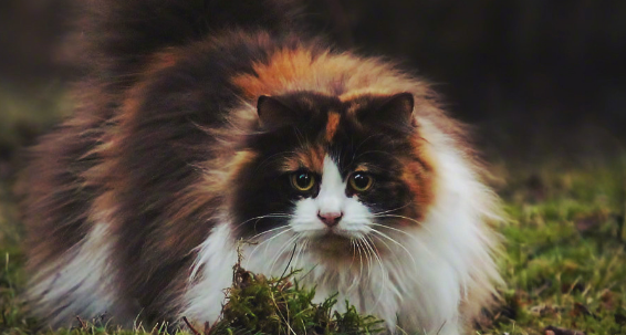 挪威森林猫怎么喂养？想养的看过来！