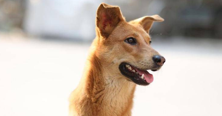 广州为什么禁养中华田园犬,原来是这样! 广州为什么禁养中华田园犬,原来是这样!