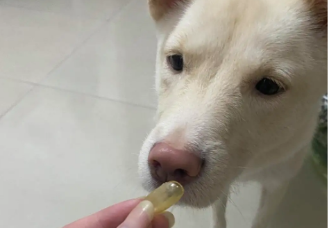 猫的鱼油狗能吃吗