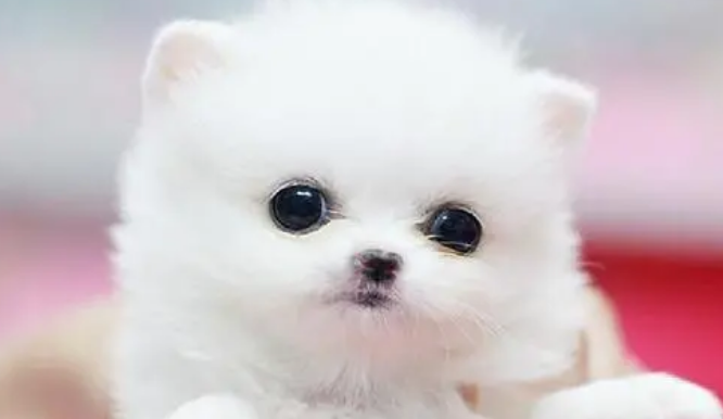 茶杯犬和茶杯兔