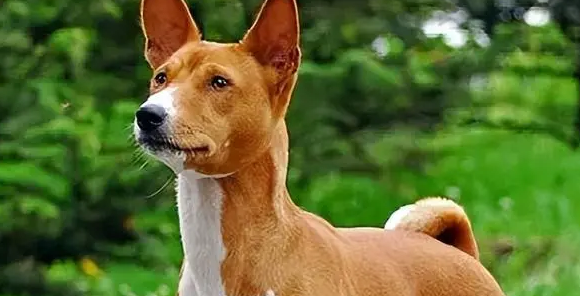 巴仙吉犬感冒吃什么药?小编告诉你 巴仙吉犬感冒吃什么药?小编告诉你