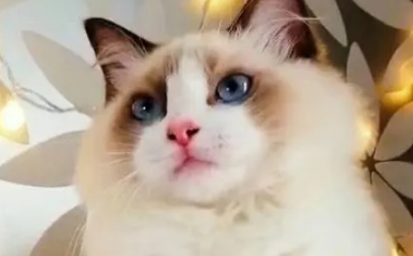 布偶猫公的还是母的好？看你喜欢哪种。