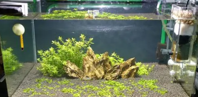 硝化菌的正确投放方式