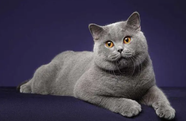 十大最有灵性的猫 十大最有灵性的猫