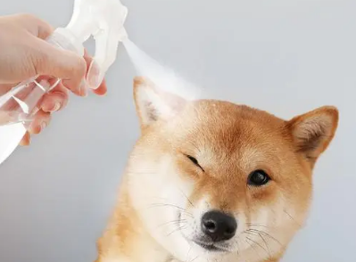 宠物消毒液黏吗