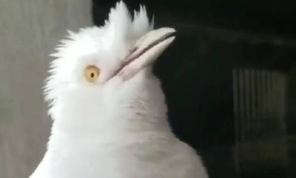 白色八哥鸟是什么品种?看看你是否知道 白色八哥鸟是什么品种?看看你是否知道