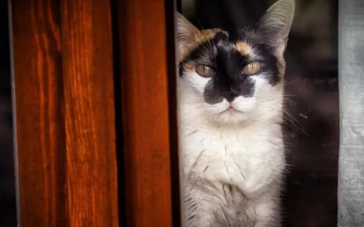 猫为什么能知道主人生气了?原来是因为这个! 猫为什么能知道主人生气了?原来是因为这个!