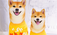 宠物博主名字