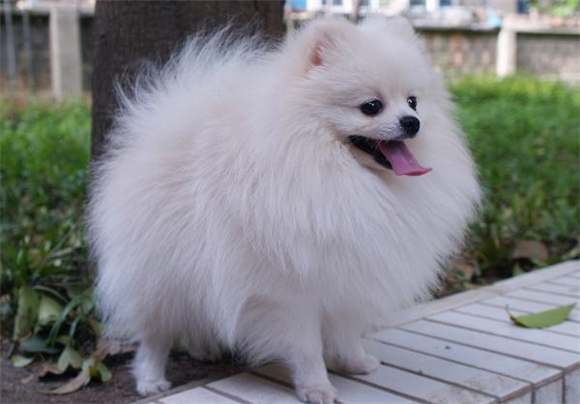 博美犬尴尬期多久?大概需要下面这段时间 博美犬尴尬期多久?大概需要下面这段时间