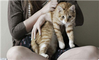 猫是亲人转世回来看你
