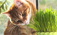 猫草如何种植