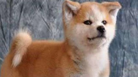 秋田犬和柴犬的区别哪个好?大家一定很纠结吧。 秋田犬和柴犬的区别哪个好?大家一定很纠结吧。