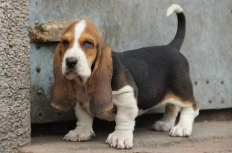 巴吉度犬怎么训练进笼子?想知道的看这里 巴吉度犬怎么训练进笼子?想知道的看这里