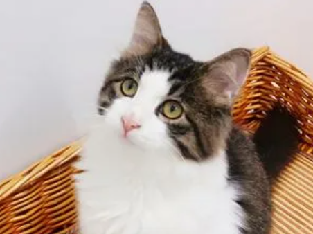 为什么别养土猫?这篇文章有答案! 为什么别养土猫?这篇文章有答案!