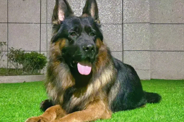 德国牧羊犬疾病？有哪些？
