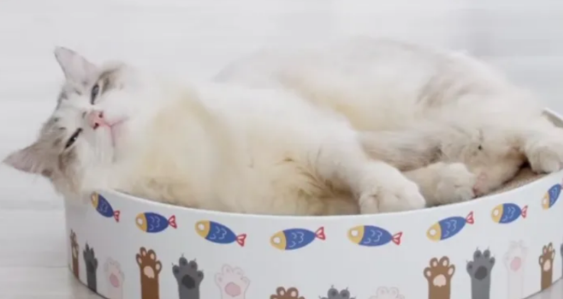 猫抓板一般多少钱