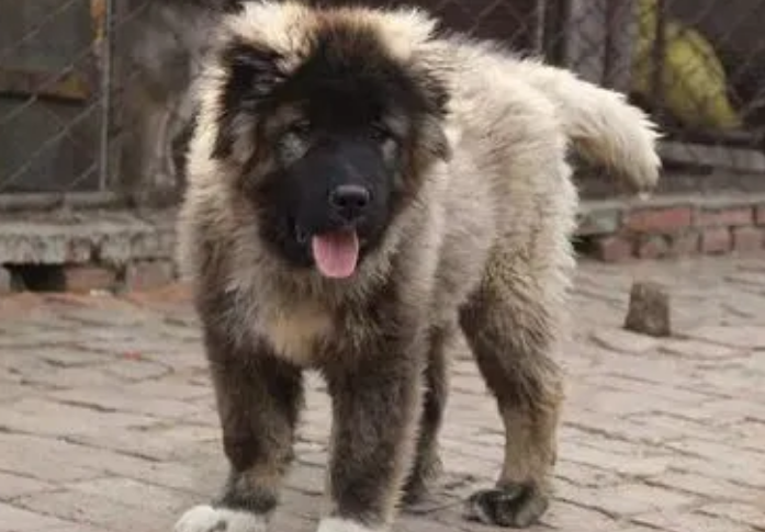 巨型高加索犬有多大?来看看吧 巨型高加索犬有多大?来看看吧