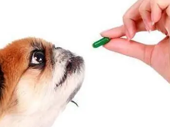 狗吃什么感冒药好