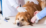 狗狗什么时候驱虫,怎么驱虫