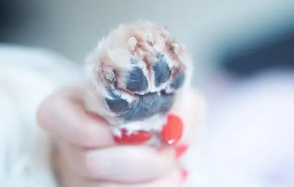 狗子怎么剪指甲