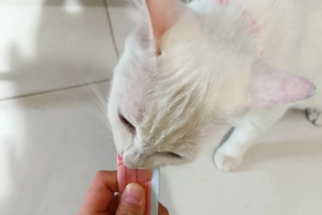 一个猫条多少钱