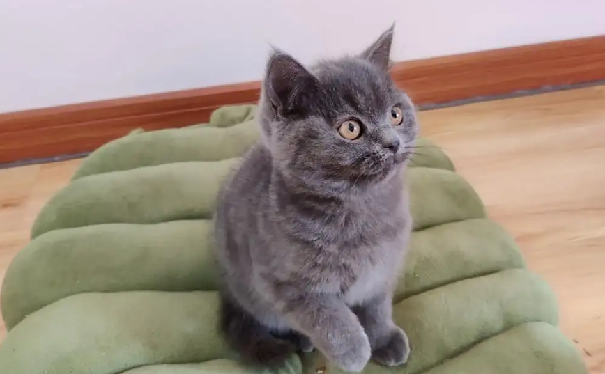 蓝猫是不是越大越懒