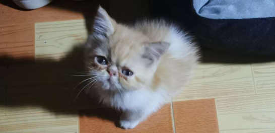 加菲猫为什么不愿进猫窝？原来是这样啊